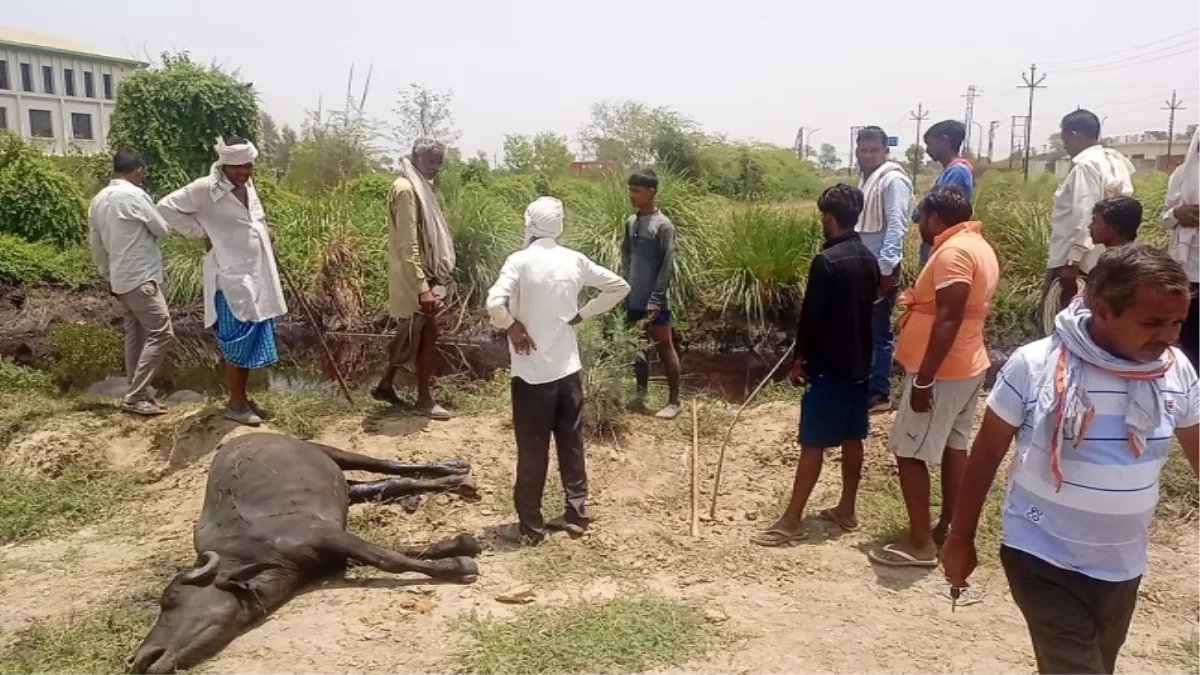 मथुरा में जहरीला हुआ नाले का पानी, तड़प− तड़प कर एक दर्जन जानवारों की मौत