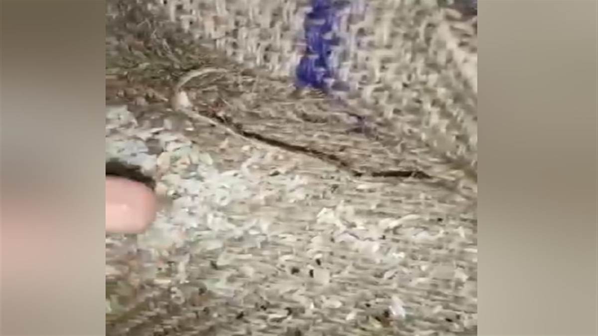 rice scam in ambala supply sent to states by pouring water to increase load