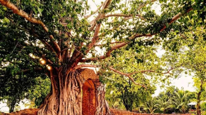 Peepal ke Upay: पाना चाहते हैं सुख, शांति और धन, तो जरूर करें पीपल के पेड़ से जुड़े ये उपाय