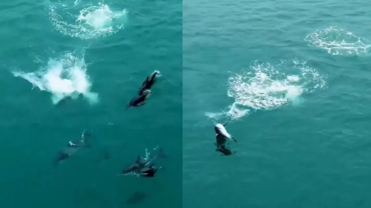Viral Video : डॉल्फिन की समंदर में कलाबाजी देख हो जाएंगे हैरान, छलांग लगाकर हवा में मारी गुलाटी