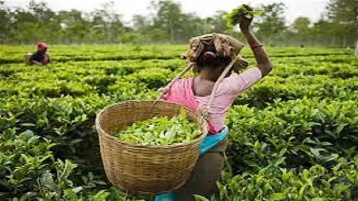 जलवायु परिवर्तन से बंगाल व असम चाय उत्पादन पर पड़ रहा बुरा असर, प्रभावित हो रही फसल की मात्रा व गुणवत्ता