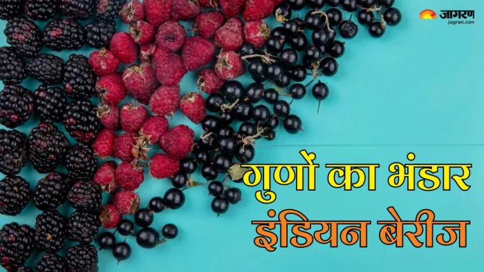 गुणों का भंडार होती हैं ये 6 इंडियन बेरीज (Picture Credit- Freepik)