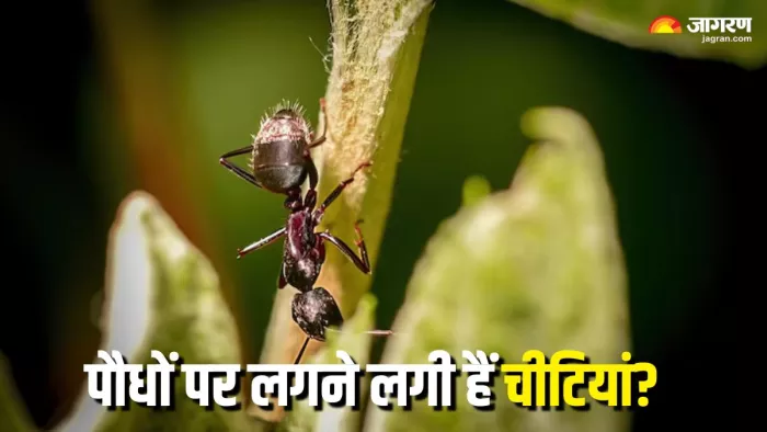 चींटी भगाने के लिए आजमाएं इनमें से कोई सी एक ट्रिक (Picture Courtesy: Freepik)