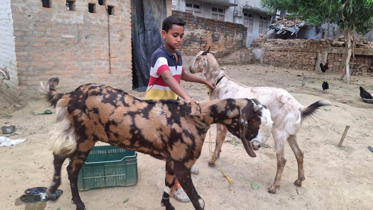 https://www.jagranimages.com/images/newimg/05062025/05_06_2025-bakrid_goat_2025_23956937.jpg