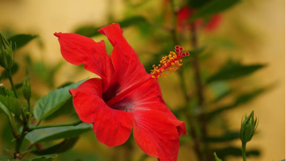 https://www.jagranimages.com/images/newimg/05062025/05_06_2025-hibiscus_1_23956269.jpg