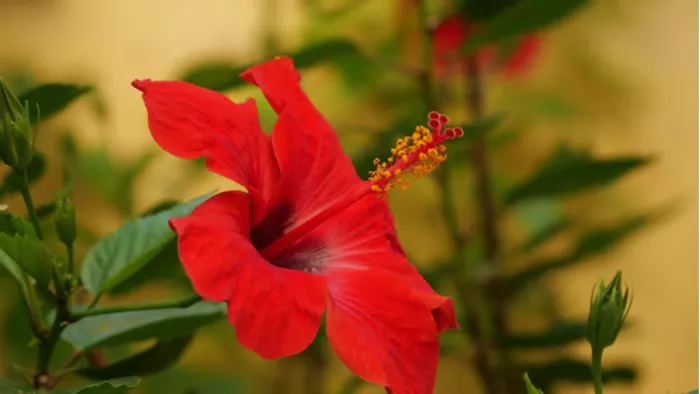 गुड़हल का फूल नहीं निकल रहा तो क्या करें? (Image Credit- Freepik)