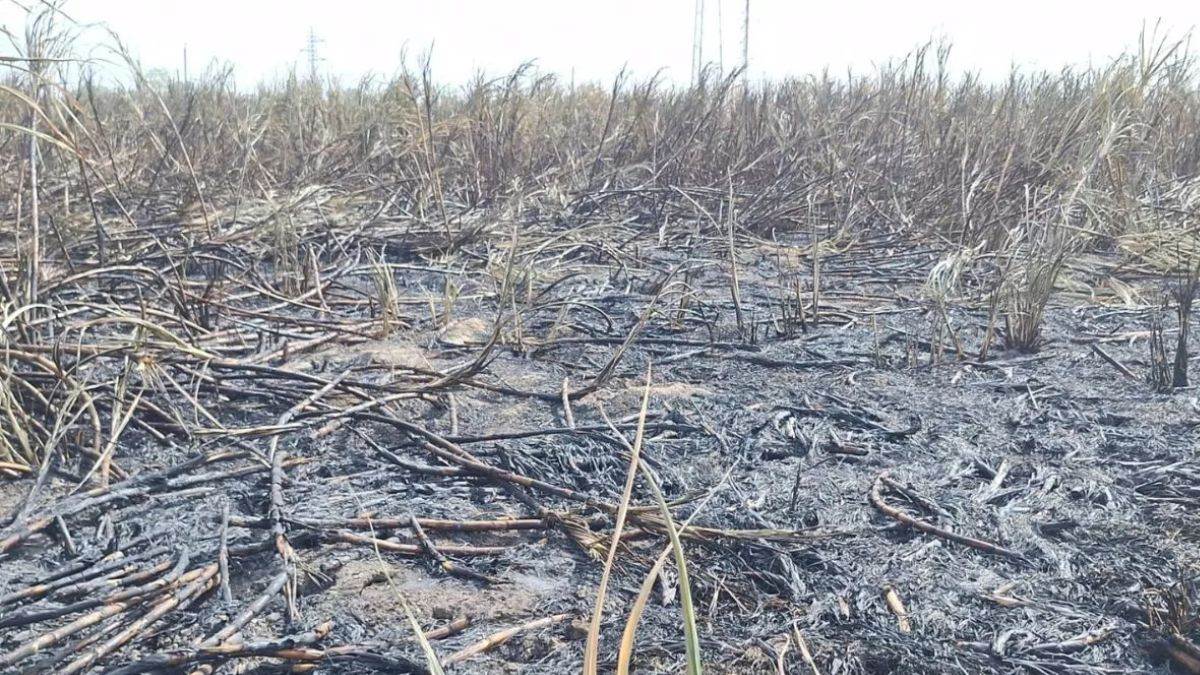 in panipat an electric wire broke and fell on a field causing a fire that burnt five acres of crop