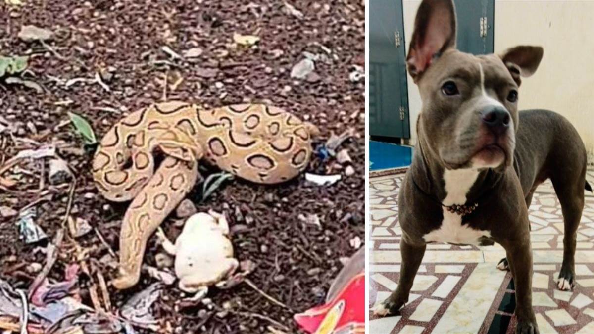 close call snake attack in meerut pet dog sacrifices life in meerut