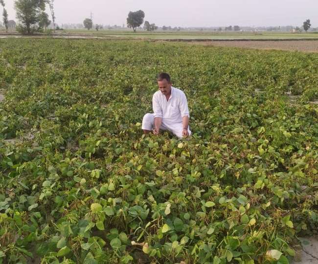 मूंग की खेती बनी वरदान, 70 दिन में किसानों ने प्रति एकड़ कमाए 30 हजार रुपये - Moong crop beneficial in the off season because Kaithal Farmers earned 30 thousand rupees per acre in 70 days