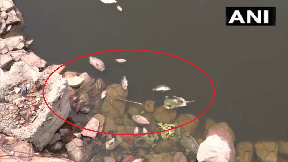 नजफगढ़ के तालाब में मृत मिलीं मछलियां, अभी तक सामने नहीं आई वजह