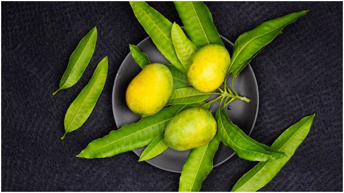 Mango Leaves Benefits: डायबिटीज से लेकर कैंसर तक को दूर रखने का काम करती हैं आम की पत्तियां