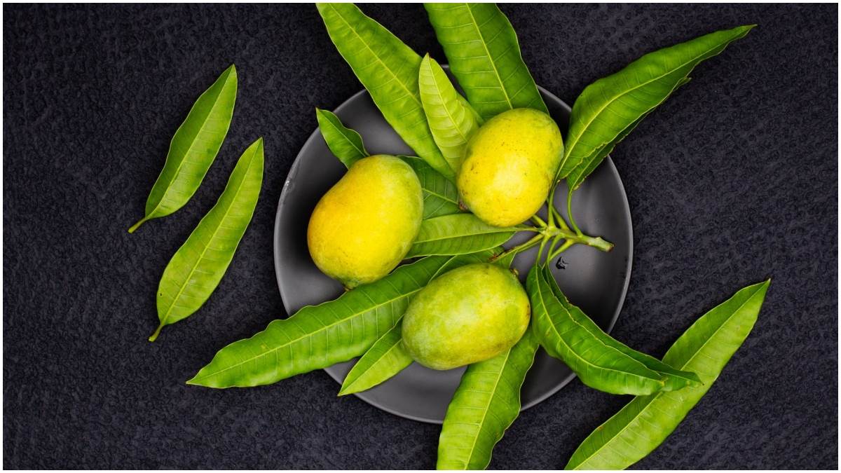 Mango Leaves Benefits आम की पत्तियां भी होती हैं बेहद फायदेमंद, उपयोग