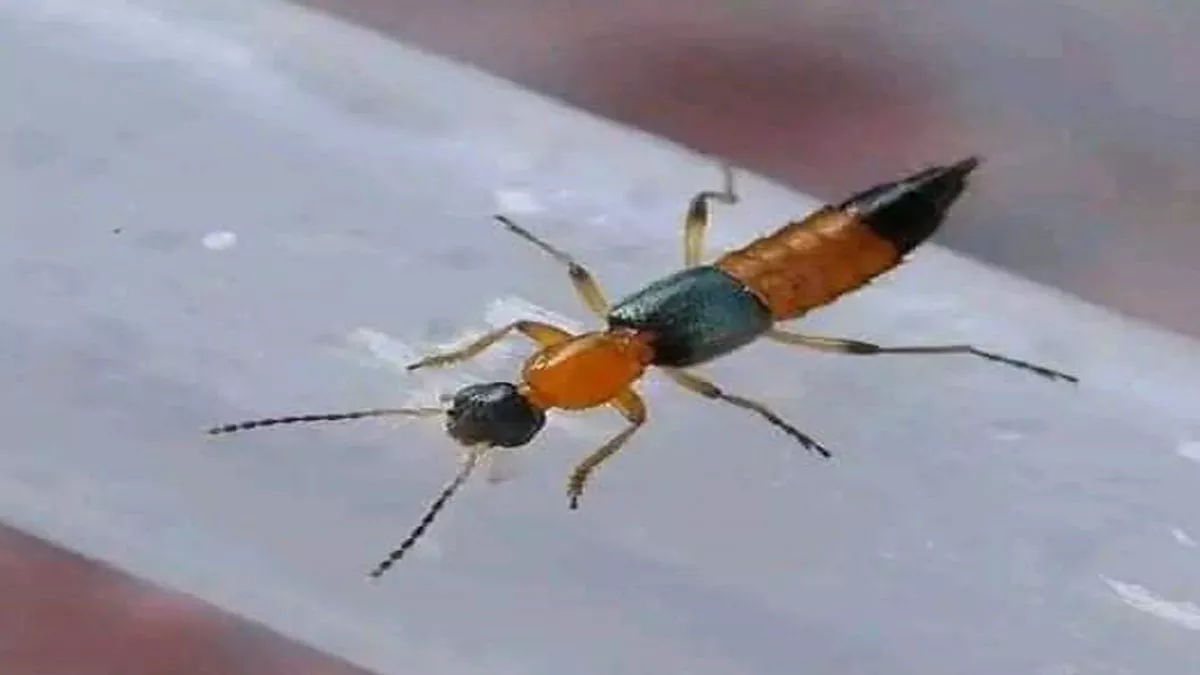 नैरोबी मक्खी है सिलीगुड़ी में आतंक मचाने वाला एसिड कीड़ा, त्वचा पर बैठ जाए तो मारें नहीं उड़ा दें