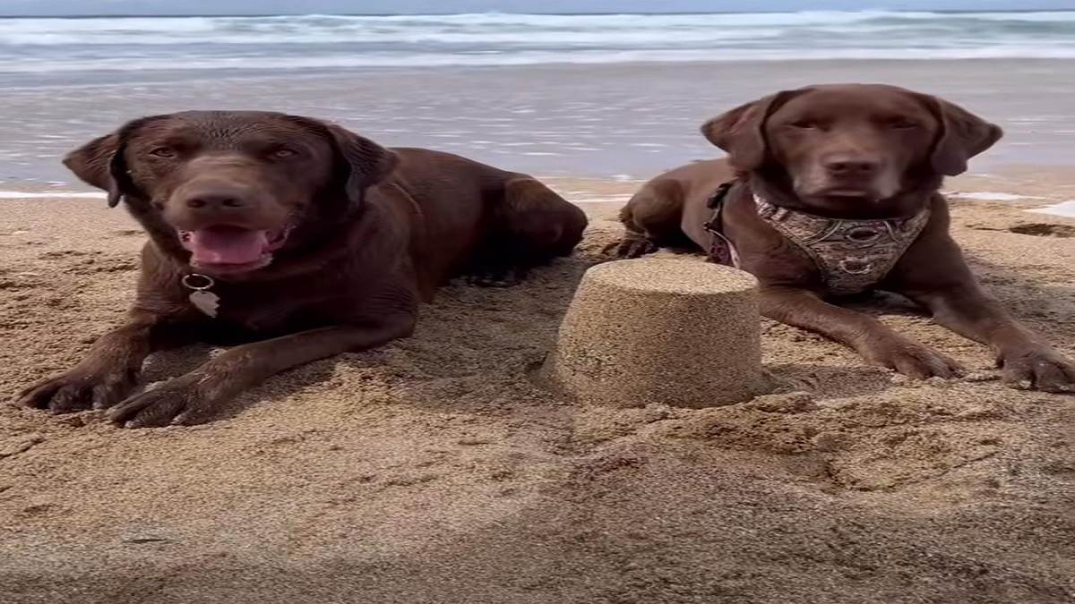 when two dogs playfully built a sand castle on the beach