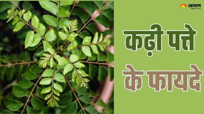 रोजाना कढ़ी पत्ते खाने के फायदे (Picture Credit- Freepik)