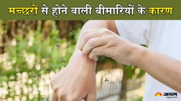 क्यों बढ़ रहे Mosquito Borne Disease के मामले (Picture Credit- Freepik)
