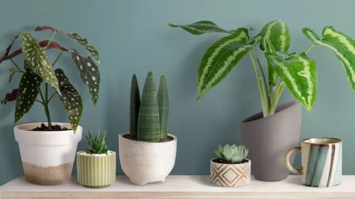 Home Decor Ideas: पुरानी चीजों से बनाएं ये खूबसूरत पॉट्स