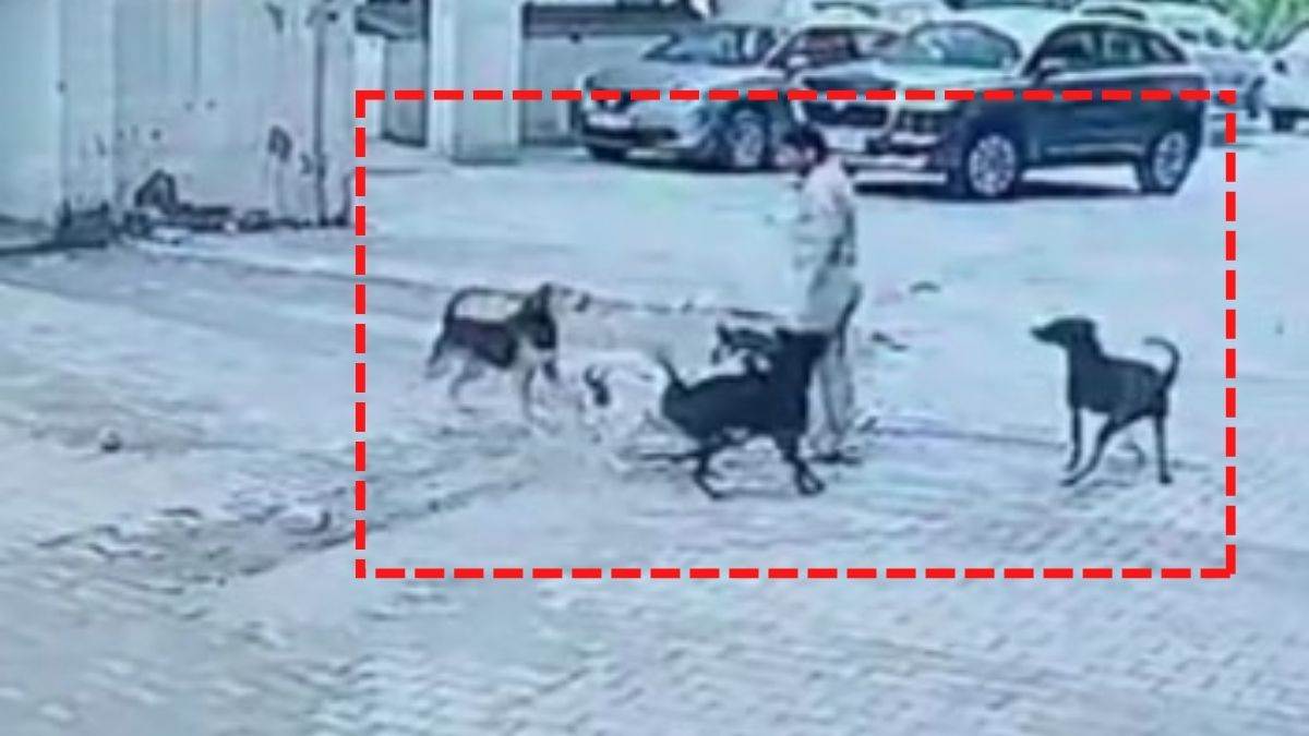 ncr ghaziabad dogs attacked child delivery boy saved him video viral