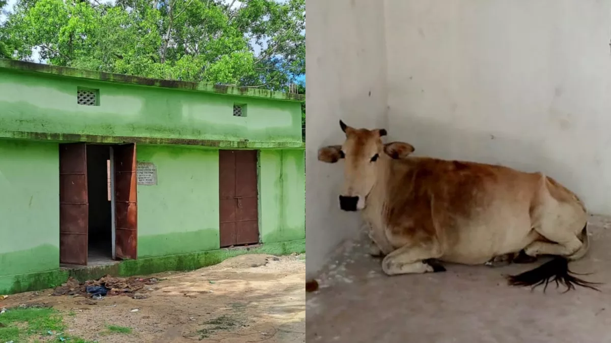 Sambalpur: लाखों की लागत से बना सामुदायिक केंद्र बना मवेशियों का अड्डा, विकास के नाम पर सरकारी धन का दुरुपयोग