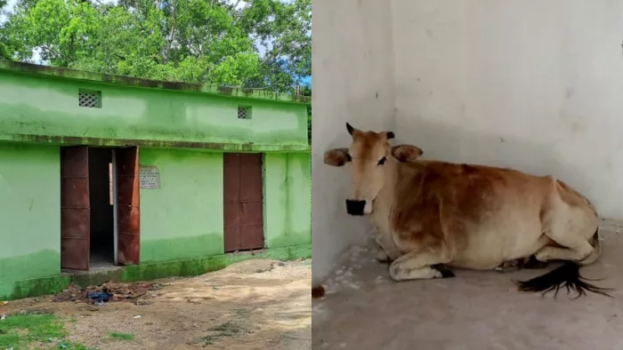 Sambalpur: लाखों की लागत से बना सामुदायिक केंद्र बना मवेशियों का अड्डा।
