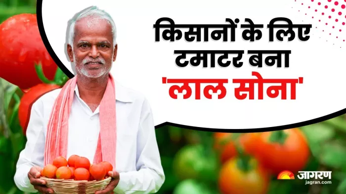 किसानों के लिए टमाटर बना 'सोना', एक किसान ने 45 दिनों में कमाए ₹50 लाख रुपए