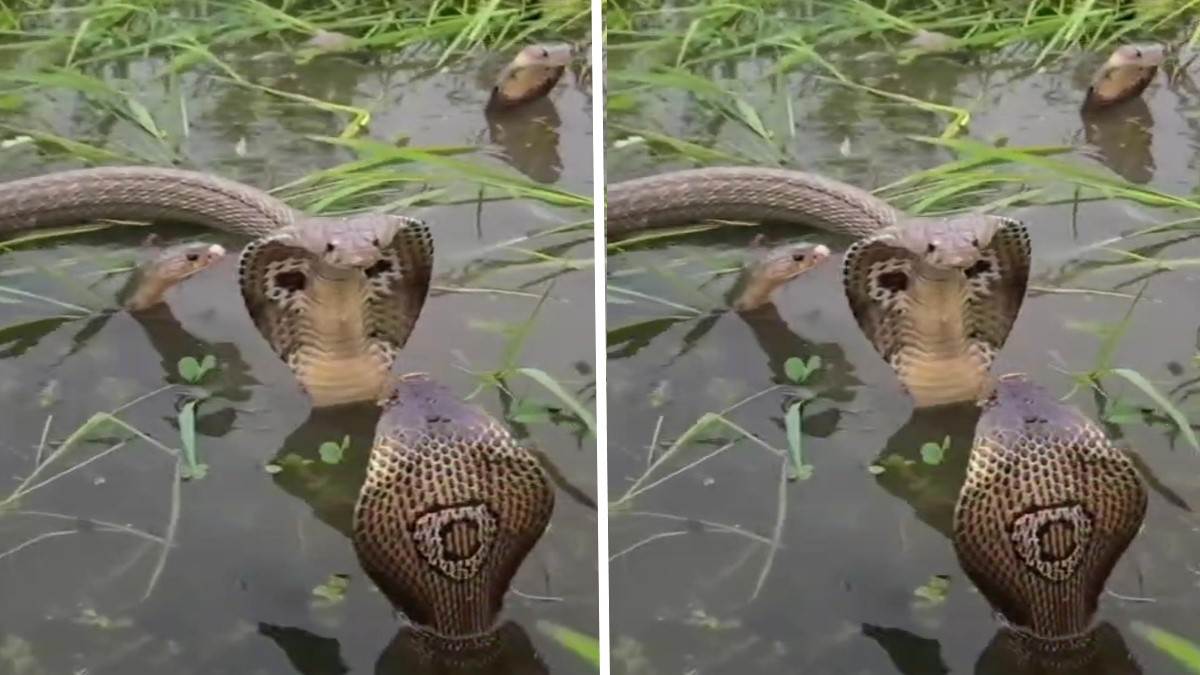 https://www.jagranimages.com/images/newimg/05082025/05_08_2025-snake_24004488.jpg