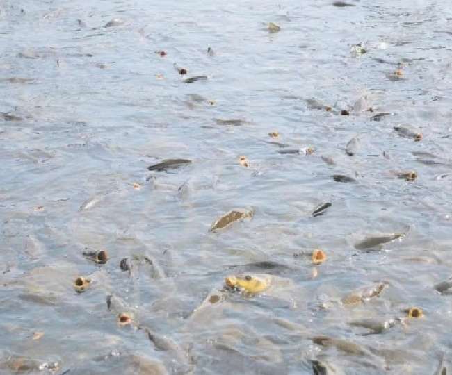 सीतामढ़ी़ में मछली पालन की ट्रेनिंंग ले रहे बाढ़़ प्रभावित किसान। प्रतीकात्मक तस्वीर