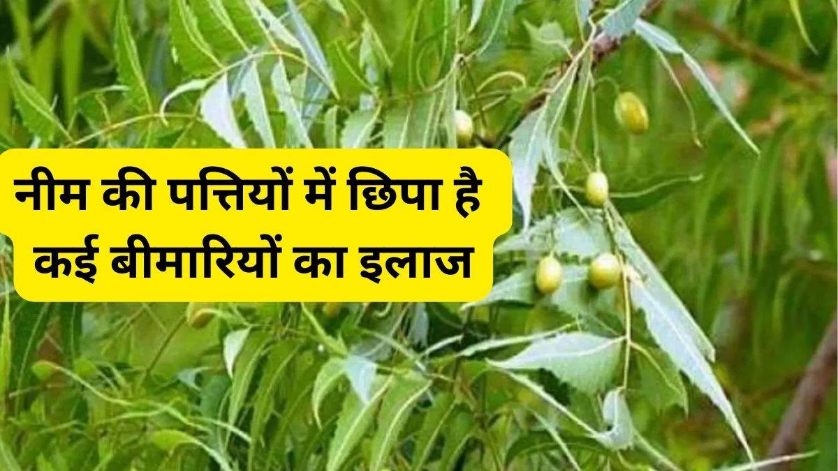 Neem Leaves Benefits स्वाद में कड़वी पर सेहत का खजाना हैं नीम की