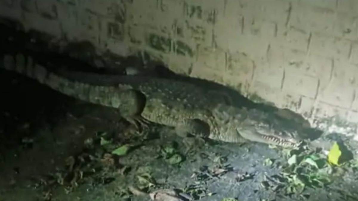 https://www.jagranimages.com/images/newimg/05092025/05_09_2025-crocodile_24036740.jpg