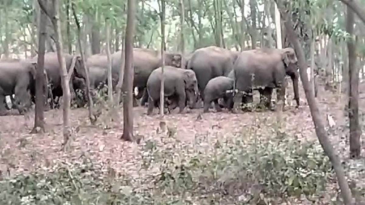 https://www.jagranimages.com/images/newimg/05092025/05_09_2025-elephants_24036422.jpg
