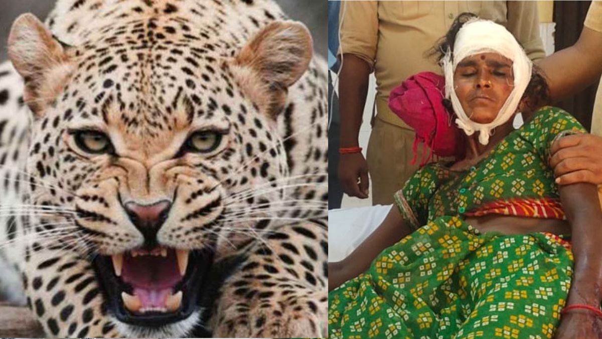 https://www.jagranimages.com/images/newimg/05092025/05_09_2025-leopard_attack_2_24037007.jpg