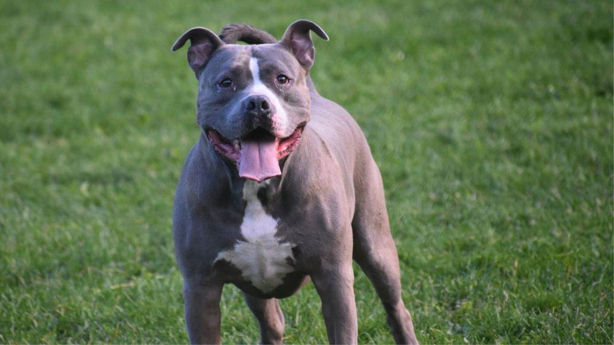 https://www.jagranimages.com/images/newimg/05092025/05_09_2025-pit_bull_attack_24037114.jpg