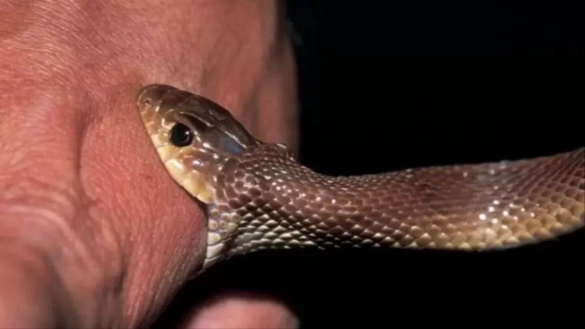 https://www.jagranimages.com/images/newimg/05092025/05_09_2025-snake_bite_sonebhadra_24036668.jpg