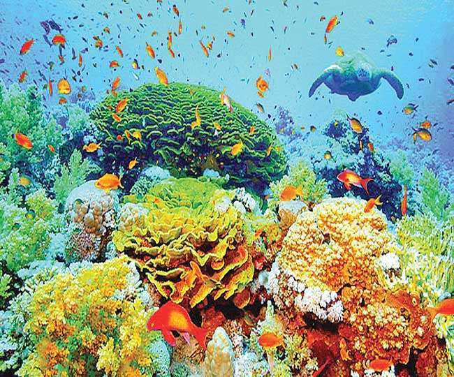 Climate Change Affect: जलवायु परिवर्तन के कारण अब कोरल रीफ के अस्तित्व पर मंडरा रहा खतरा