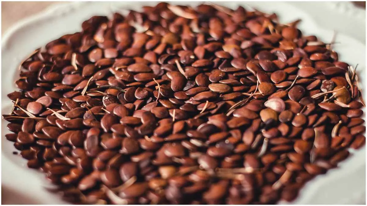 Flax Seeds: क्या अलसी के बीज सच में होते हैं फायदेमंद? जानें किन लोगों को हो सकता है नुकसान