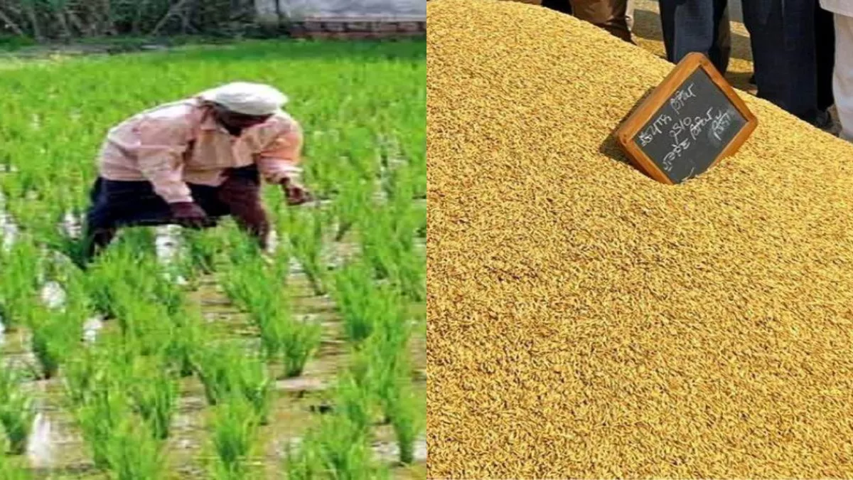 खाद्य मंत्रालय ने चालू खरीफ सीजन में रिकार्ड 518 लाख टन चावल खरीद की उम्मीद जताई है।