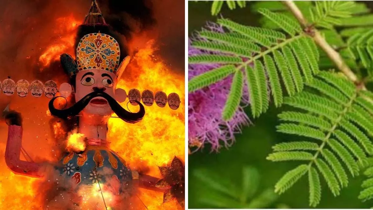 Dussehra Ravan Dahan:विजयदशमी पर शमी पत्र का करें ये उपाय, सुख-समृद्धि और ऐश्वर्य में होगी वृद्धि