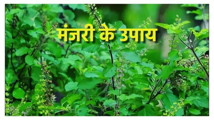 Manjari Upay धन लाभ के लिए मंजरी से करें ये उपाय।