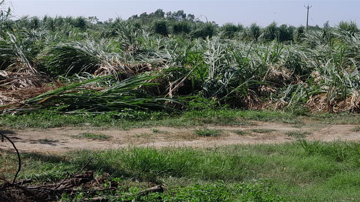 weather changes in gurdaspur rain and storm destroy crops maximum temperature recorded 29 degrees celsius