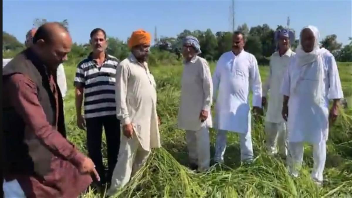 rain and strong winds destroy basmati crop farmers demand compensation from the government