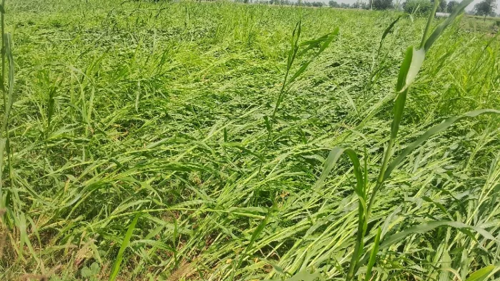 तेज आंधी व बारिश ने बिछाई खेत में हरा चारा व बासमती की फसल