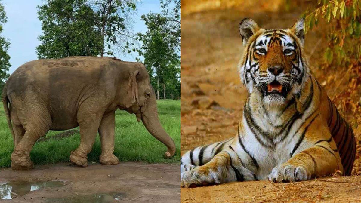 wildlife conflict increases animals migrate to jharkhand forests
