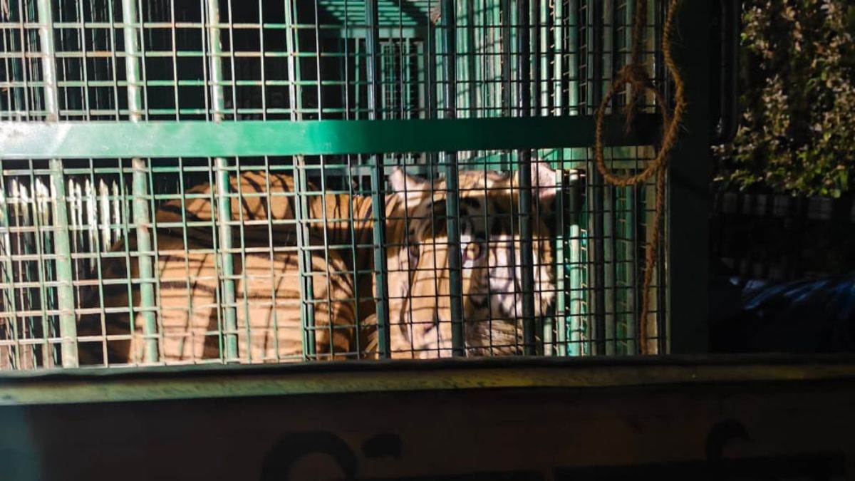 tiger captured in maholi sitapur forest department success
