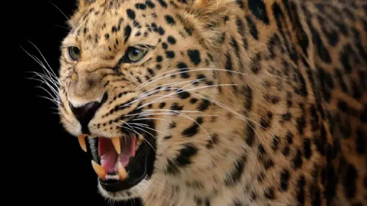 leopard attack in bahraich woman injured forest department responds