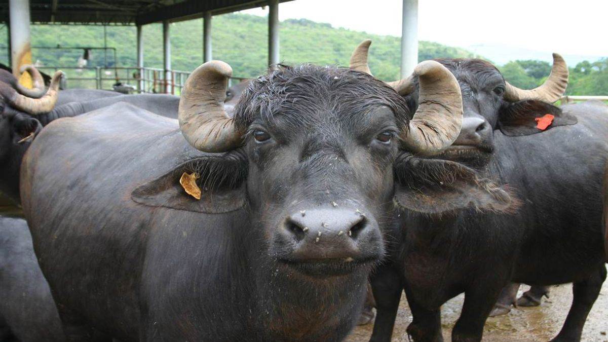 why are buffaloes becoming mute research reveals a surprising truth