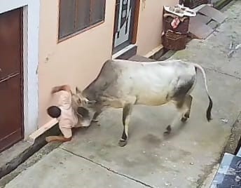 muzaffarnagar news stray bull attack injures two cctv footage viral
