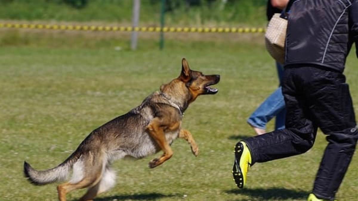 ncr stadium dog bite incident security concerns at jawaharlal nehru stadium