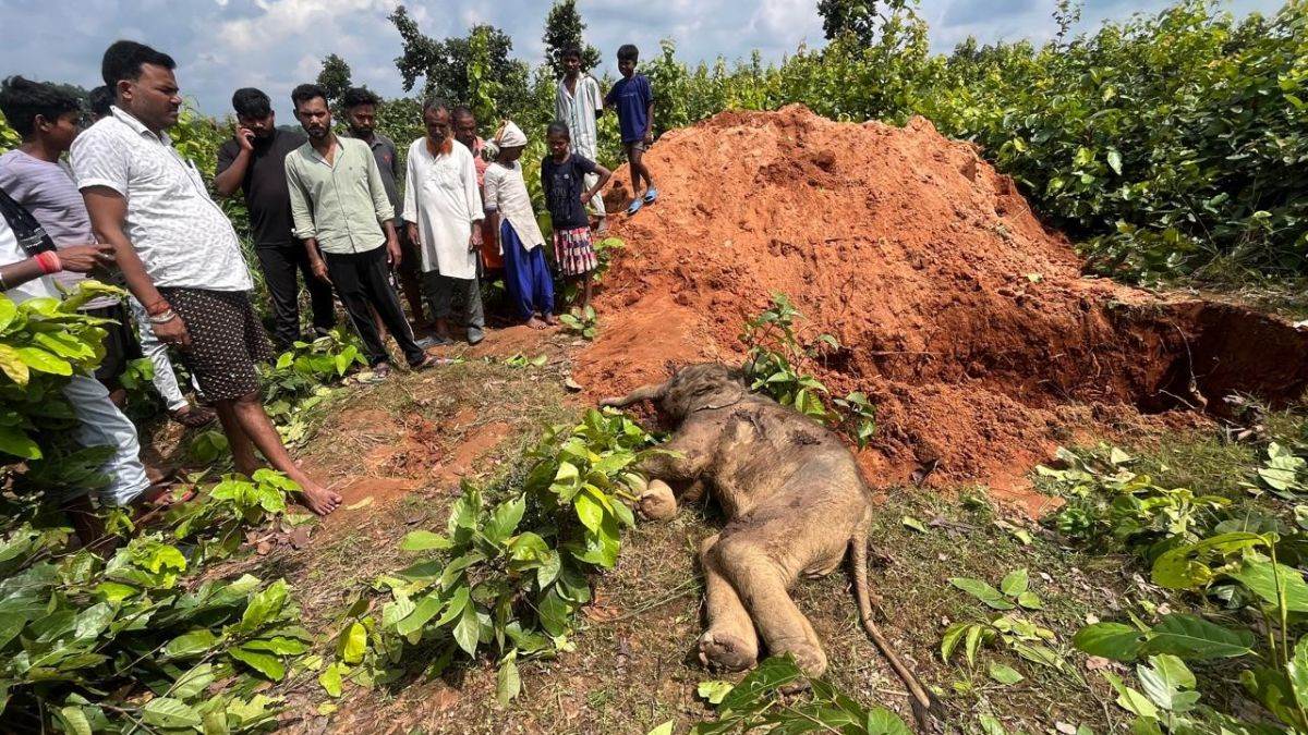 newborn elephant found dead in rice field