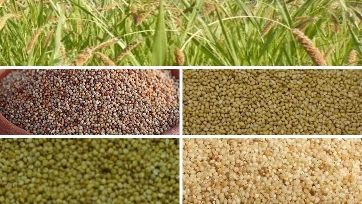 uttarakhand seed certification agency fined 10 lakh for violations
