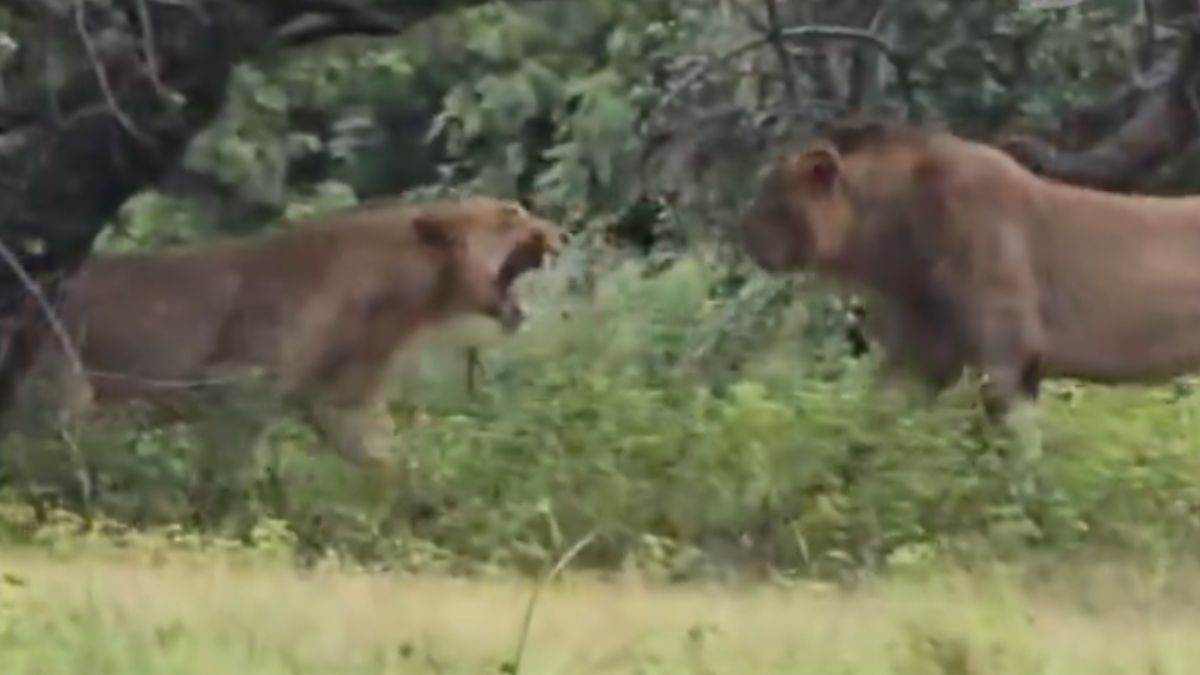 lion vs lioness intense fight in gir forest caught on camera